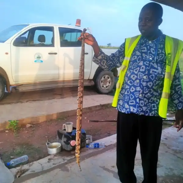 See The Python And Strange Wild Cat Killed By A Security Man In His Bait (Photos)